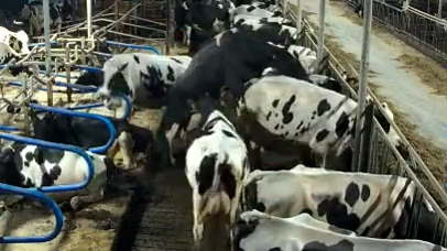Detection photo sent by the AI Detector, example 2