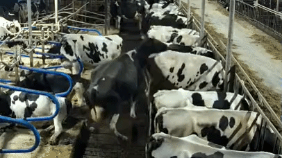 Short detection clip recorded by the AI Detector, example 2