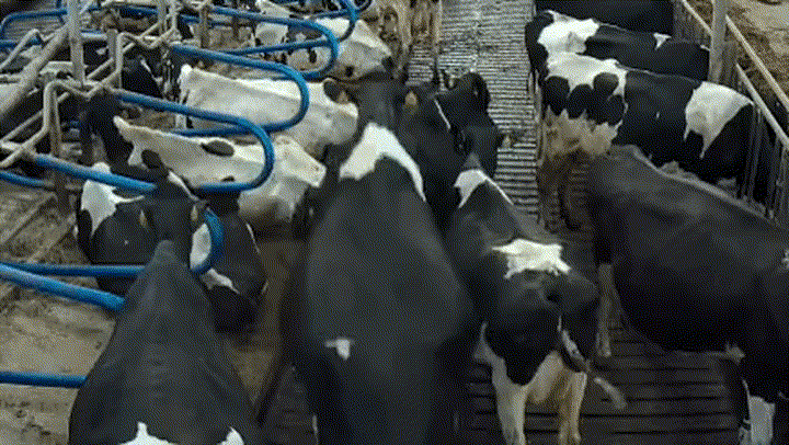 Animated detection sequence - 1