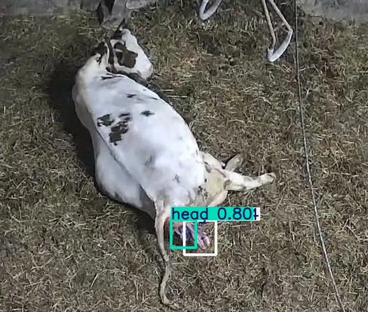 AI analysis of calving