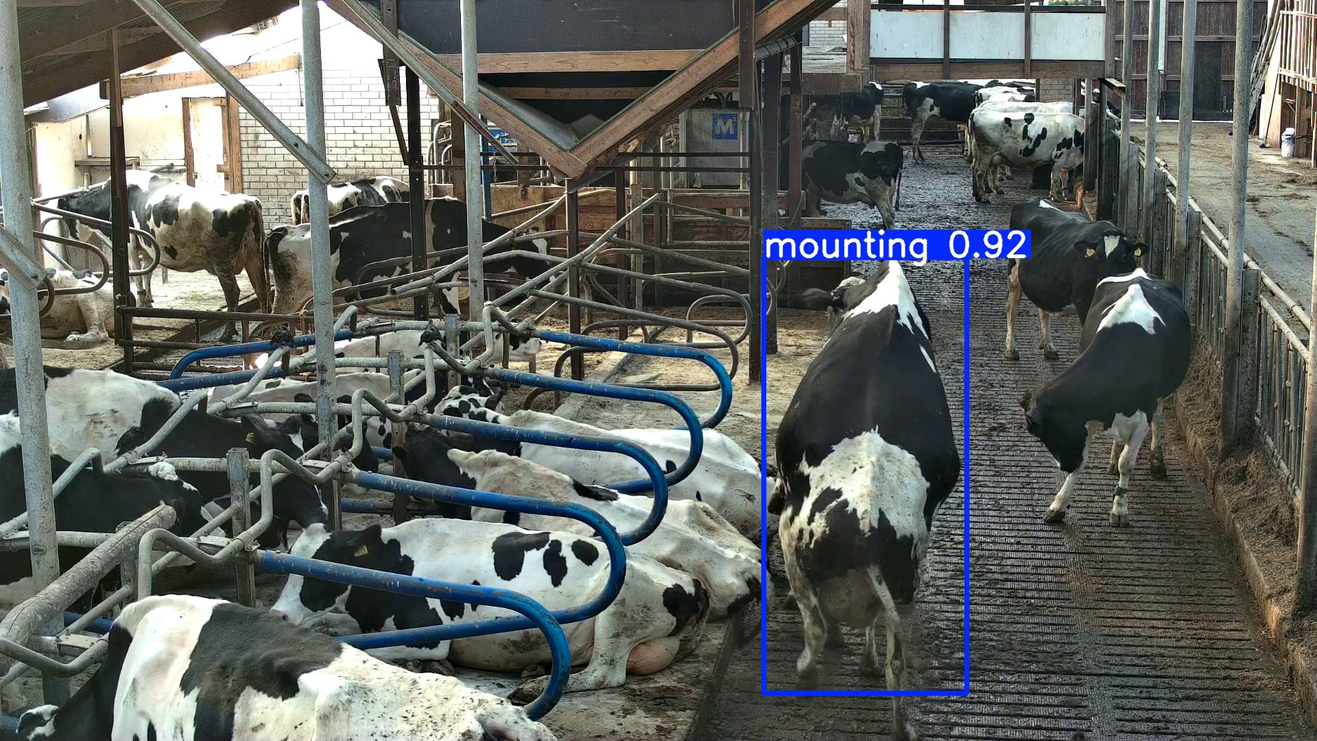 Cow monitoring basics